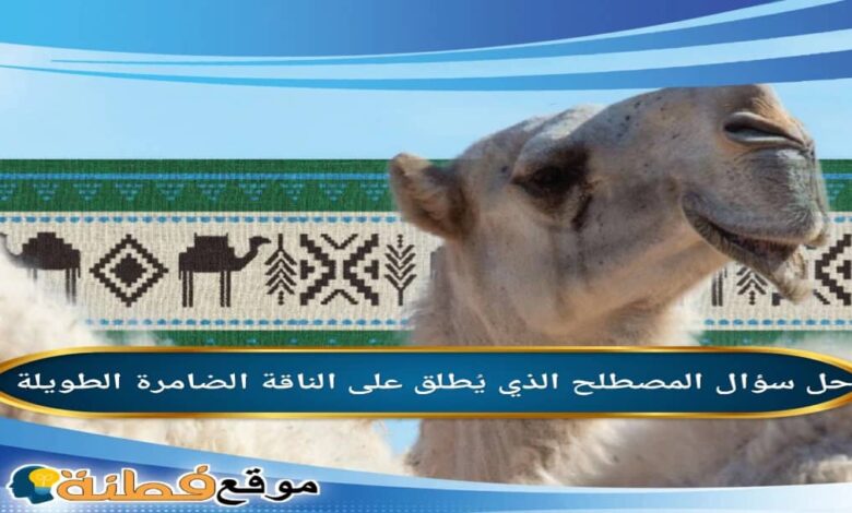 ما هو المصطلح الذي يُطلق على الناقة الضامرة الطويلة