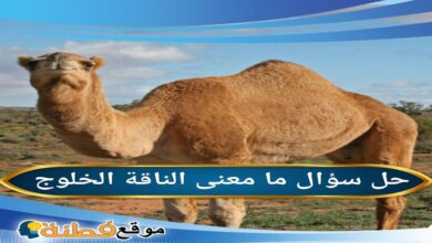 ما معنى الناقة الخلوج