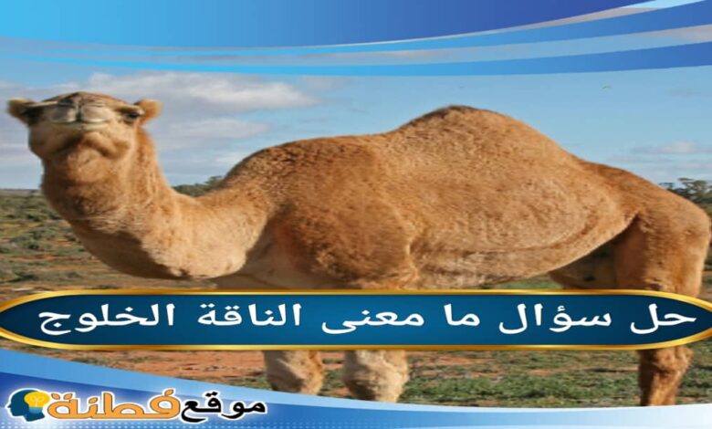 ما معنى الناقة الخلوج