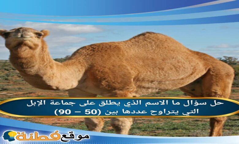 ما الاسم الذي يطلق على جماعة الإبل التي يتراوح عددها بين 50 – 90