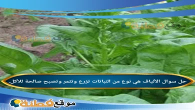 الألياف هي نوع من النباتات تزرع وتثمر وتصبح صالحة للأكل.