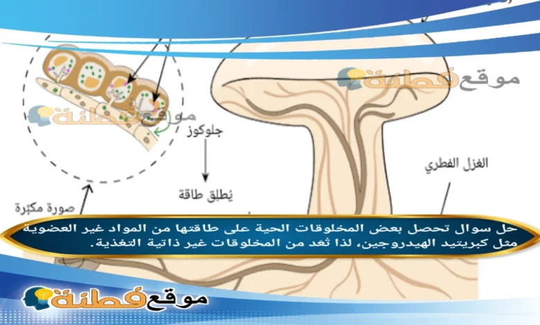 تحصل بعض المخلوقات الحية على طاقتها من المواد غير العضوية مثل كبريتيد الهيدروجين، لذا تُعَد من المخلوقات غير ذاتية التغذية.