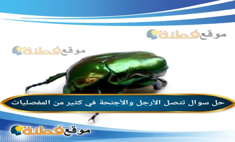 تتصل الأرجل والأجنحة في كثير من المفصليات