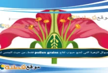 الزهرة التي تُنتج حبوب لقاح pollen grains فقط، من حيث الجنس تُسمى