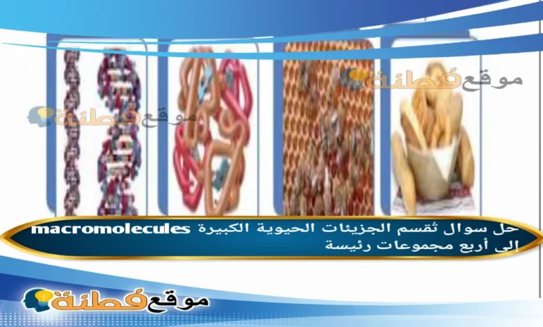 تُقسم الجزيئات الحيوية الكبيرة macromolecules إلى أربع مجموعات رئيسة