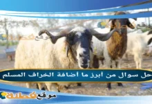 من أبرز ما أضافة الخراف المسلم