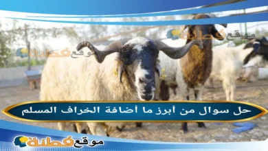 من أبرز ما أضافة الخراف المسلم