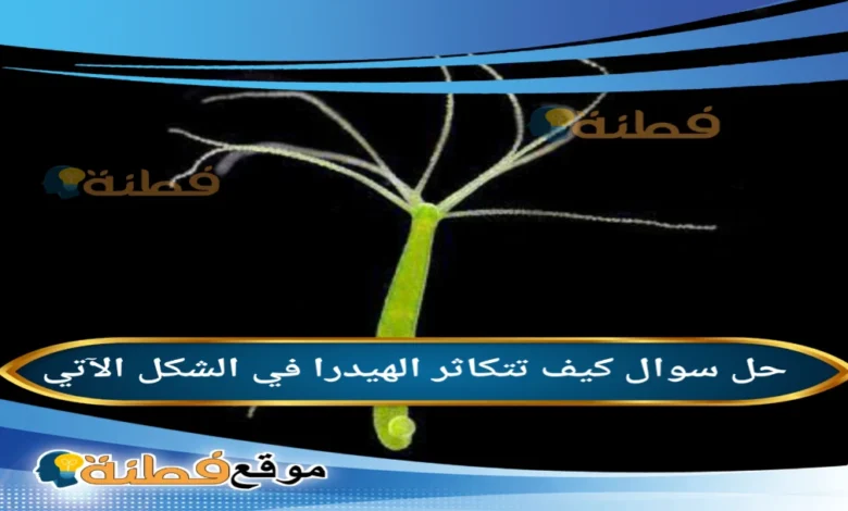 كيف تتكاثر الهيدرا في الشكل الآتي