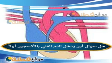 أين يدخل الدم الغني بالأكسجين أولاً