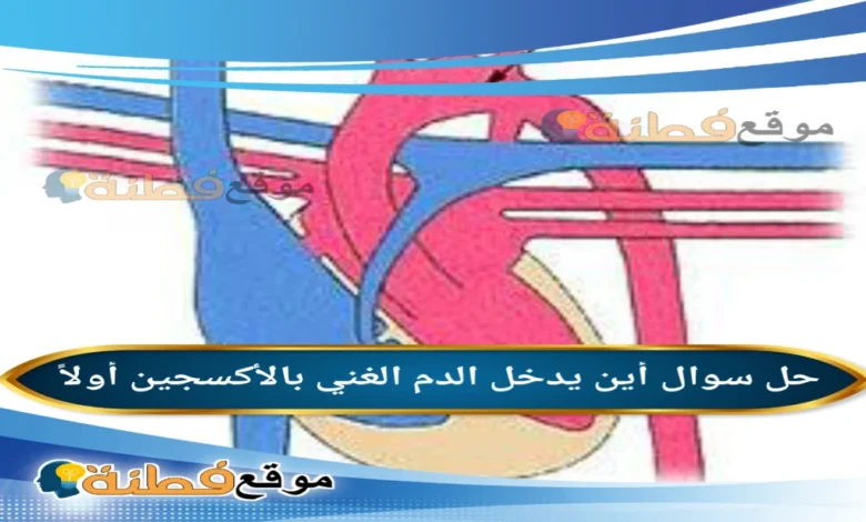 أين يدخل الدم الغني بالأكسجين أولاً