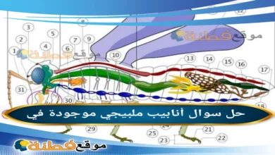 أنابيب ملبيجي موجودة في