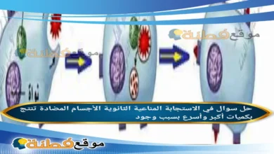 في الاستجابة المناعية الثانوية، الأجسام المضادة تنتج بكميات أكبر وأسرع بسبب وجود