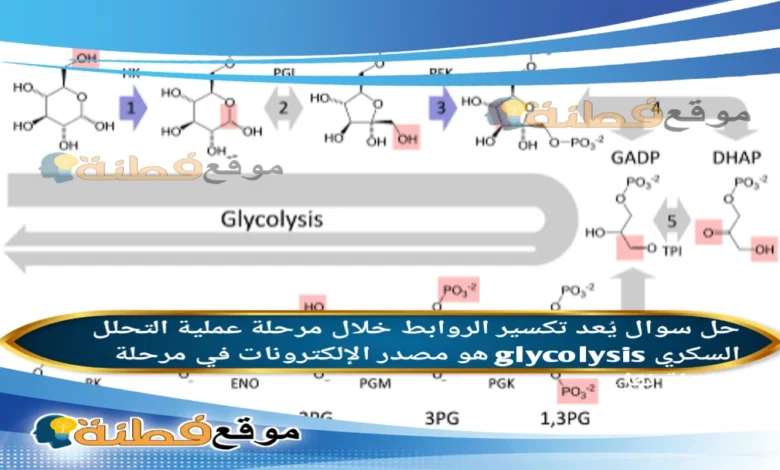 يُعد تكسير الروابط خلال مرحلة عملية التحلل السكري glycolysis هو مصدر الإلكترونات في مرحلة سلسلة نقل