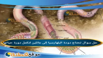 تحتاج دودة البلهارسيا إلى عائلين لتكمل دورة حياتها.