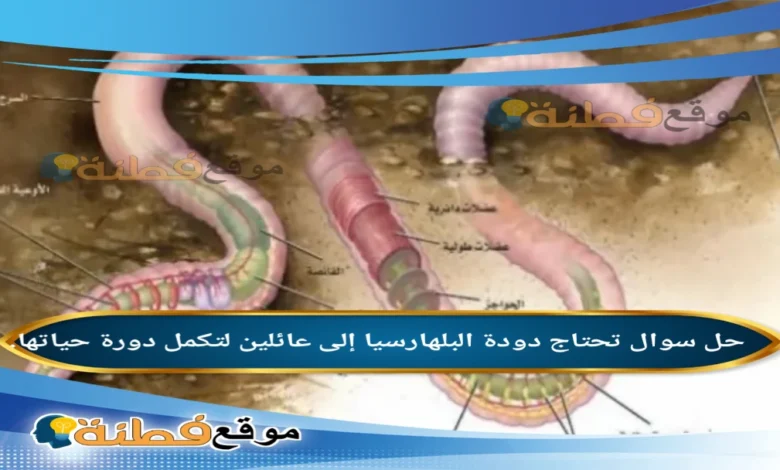 تحتاج دودة البلهارسيا إلى عائلين لتكمل دورة حياتها.