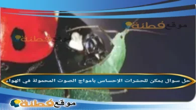 يمكن للحشرات الإحساس بأمواج الصوت المحمولة في الهواء بواسطة