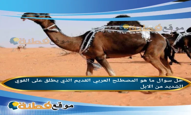 ما هو المصطلح العربي القديم الذي يطلق على القوي الشديد من الابل