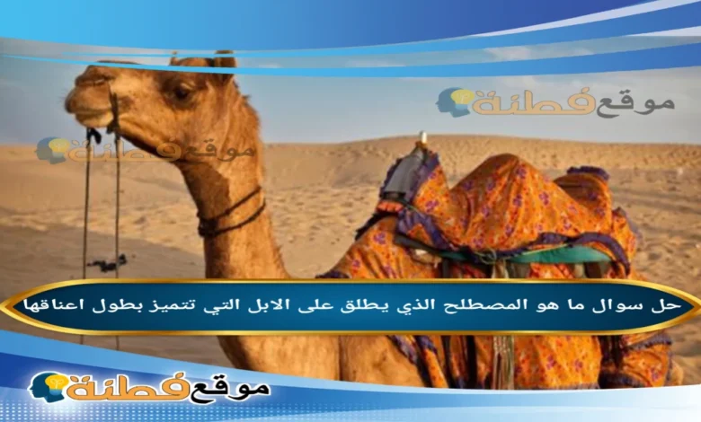 ما هو المصطلح الذي يطلق على الابل التي تتميز بطول اعناقها