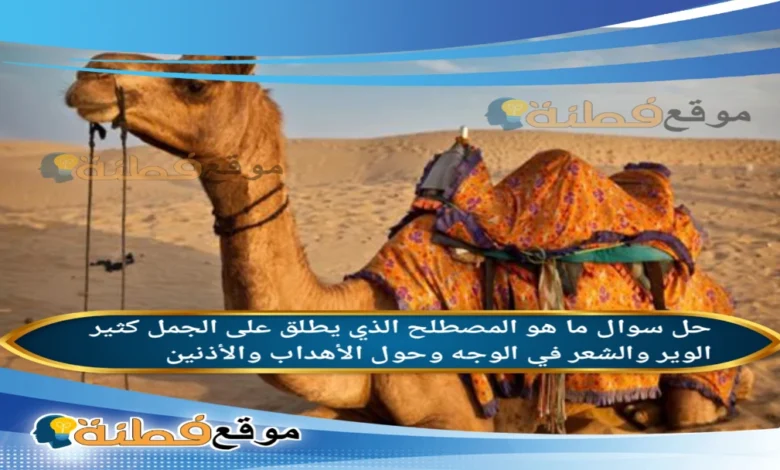 ما هو المصطلح الذي يطلق على الجمل كثير الوير والشعر في الوجه وحول الأهداب والأذنين