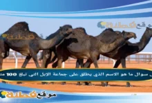 ما هو الاسم الذي يطلق على جماعة الإبل التي تبلغ 100 متن