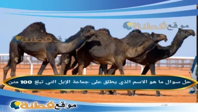 ما هو الاسم الذي يطلق على جماعة الإبل التي تبلغ 100 متن