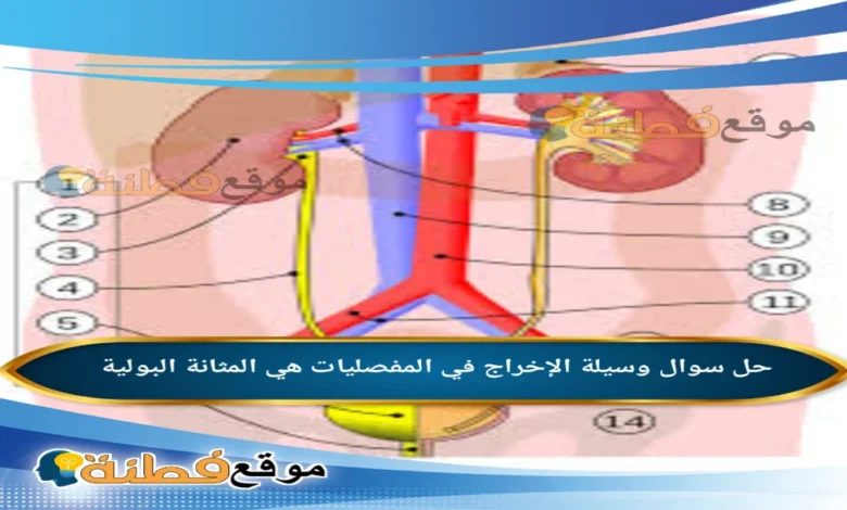 وسيلة الإخراج في المفصليات هي المثانة البولية