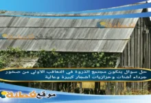 يتكون مجتمع الذروة في التعاقب الأولي من صخور جرداء أشنات وحزازيات أشجار كبيرة وعالية