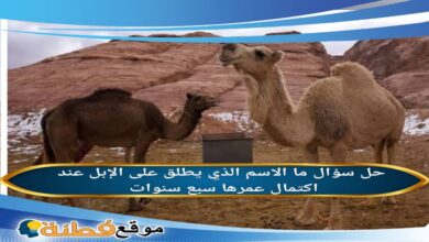 ما الاسم الذي يطلق على الإبل عند اكتمال عمرها سبع سنوات