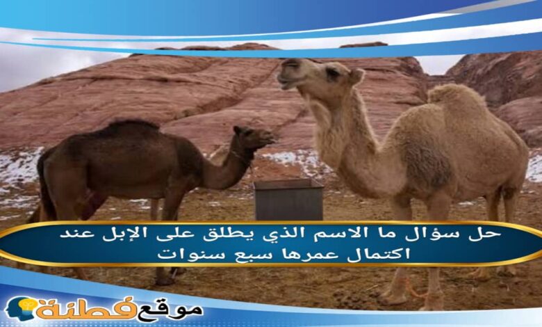 ما الاسم الذي يطلق على الإبل عند اكتمال عمرها سبع سنوات