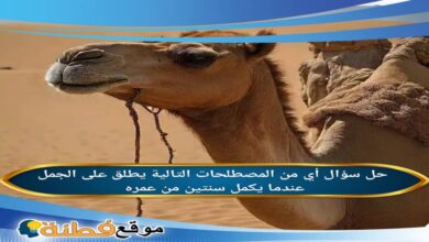 أي من المصطلحات التالية يطلق على الجمل عندما يكمل سنتين من عمره