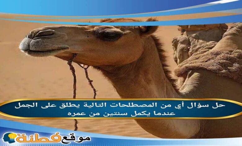 أي من المصطلحات التالية يطلق على الجمل عندما يكمل سنتين من عمره