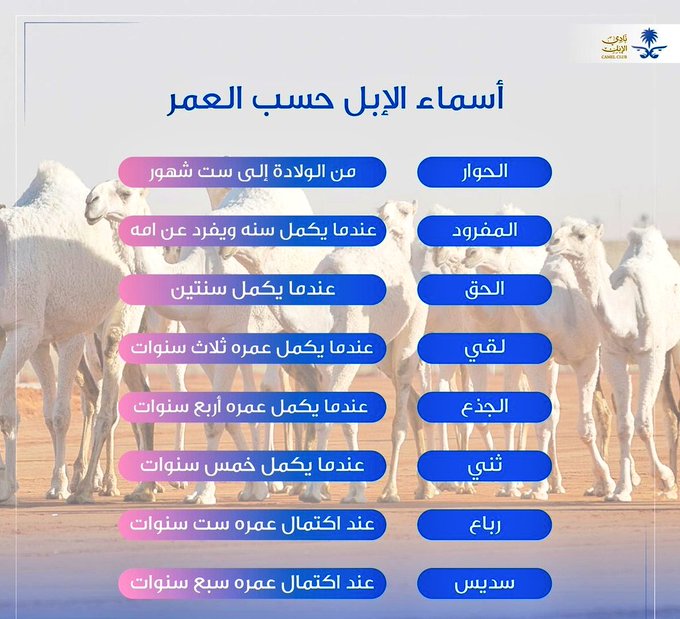 اسماء الإبل حساب العمر 