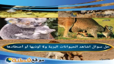 اشاهد الحيوانات البرية ولا أؤذيها أو أصطادها