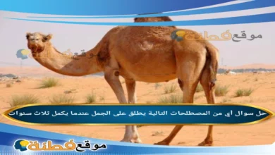 أي من المصطلحات التالية يطلق على الجمل عندما يكمل ثلاث سنوات