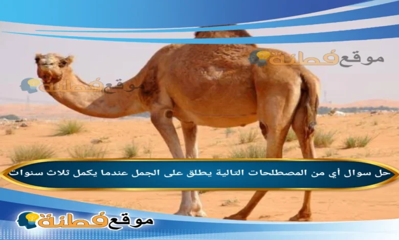 أي من المصطلحات التالية يطلق على الجمل عندما يكمل ثلاث سنوات