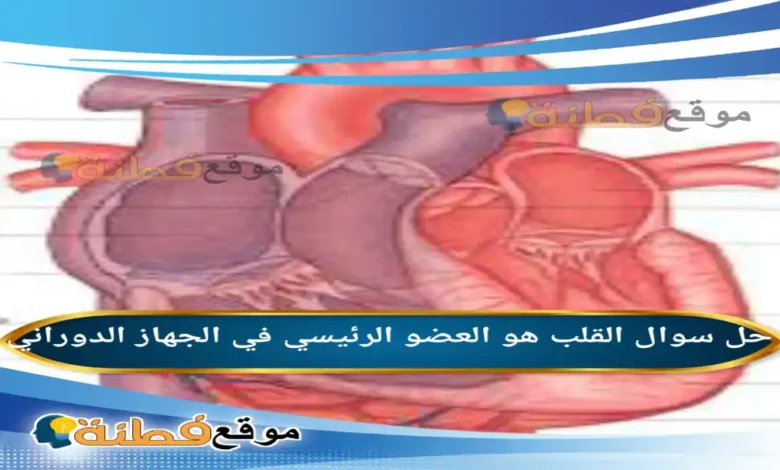 القلب هو العضو الرئيسي في الجهاز الدوراني