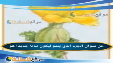 الجزء الذي ينمو ليكون نباتا جديدا هو