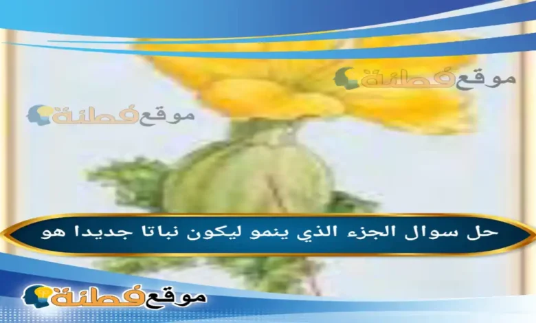 الجزء الذي ينمو ليكون نباتا جديدا هو