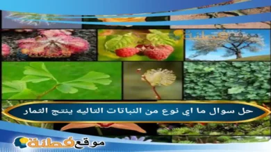 اي نوع من النباتات التاليه ينتج الثمار