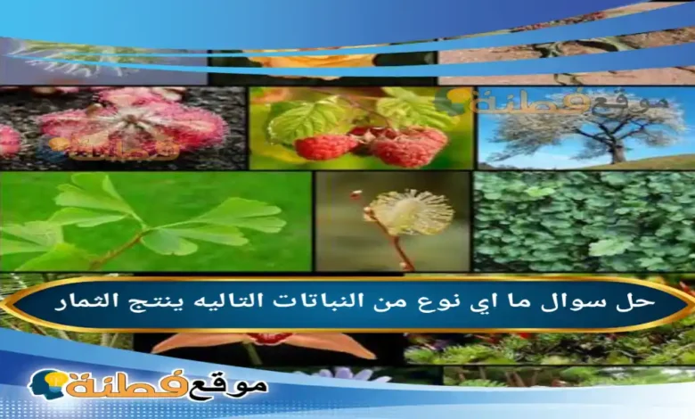 اي نوع من النباتات التاليه ينتج الثمار