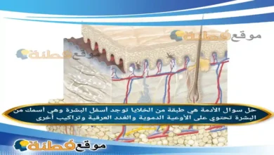 الأدمة هي طبقة من الخلايا توجد أسفل البشرة وهي أسمك من البشرة تحتوي على الأوعية الدموية والغدد العرقية وتراكيب أخرى.