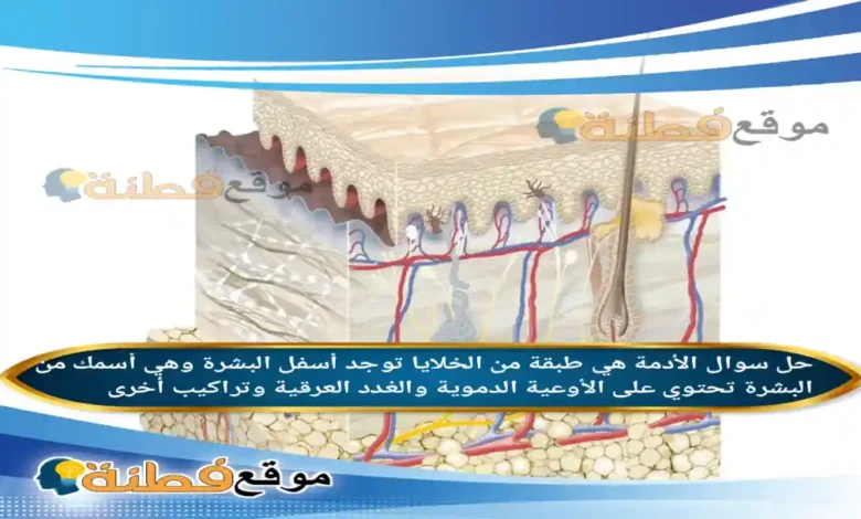 الأدمة هي طبقة من الخلايا توجد أسفل البشرة وهي أسمك من البشرة تحتوي على الأوعية الدموية والغدد العرقية وتراكيب أخرى.