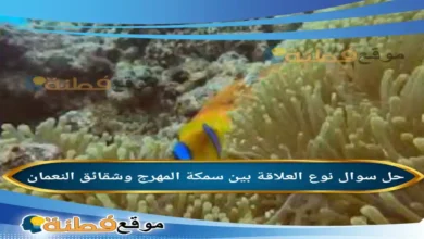 نوع العلاقة بين سمكة المهرج وشقائق النعمان