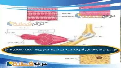 الأربطة هي أشرطة صلبة من نسيج ضام يربط العظم بالعظم الأخر