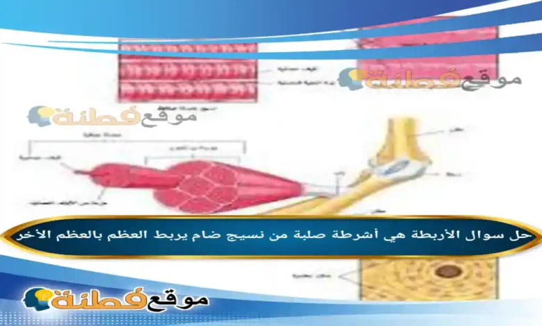 الأربطة هي أشرطة صلبة من نسيج ضام يربط العظم بالعظم الأخر