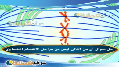 أي من التالي ليس من مراحل الانقسام المتساوي