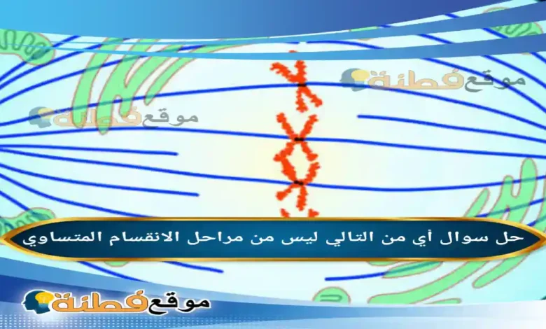 أي من التالي ليس من مراحل الانقسام المتساوي