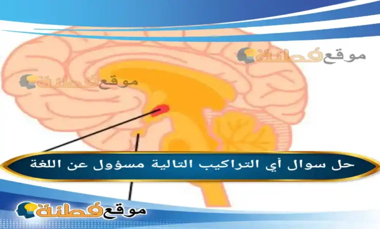 أي التراكيب التالية مسؤول عن اللغة