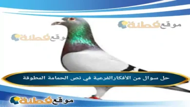 من الأفكارالفرعية في نص الحمامة المطوقة