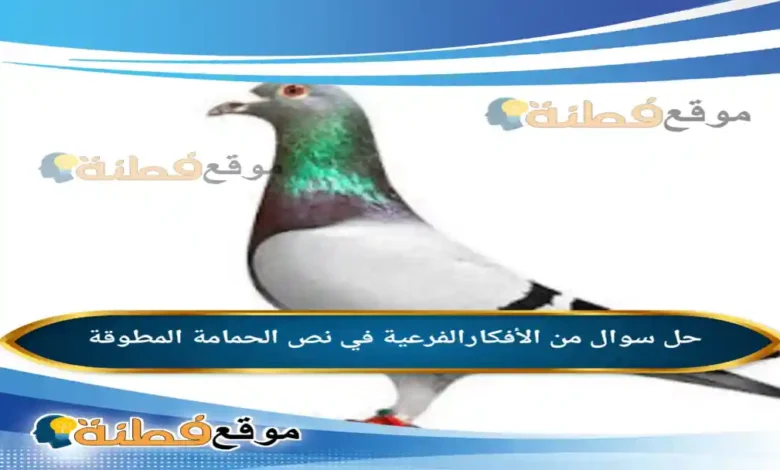 من الأفكارالفرعية في نص الحمامة المطوقة